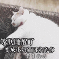 猫咪 喵星人 睡醒 搞笑