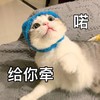 萌宠 猫星人 给你牵手 傲娇 搞怪 呆萌
