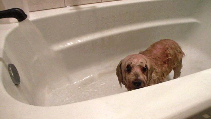 小狗 水池 洗澡 放水