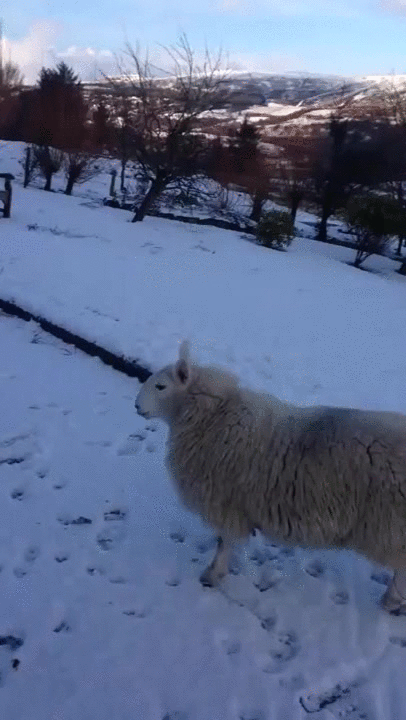 绵羊 狗 追 雪地 sheep