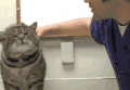 猫咪 主人 按摩 享受