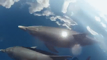 海豚  自由  玩耍 活泼