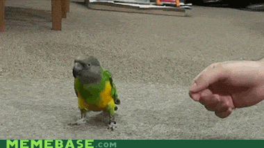 鸟 bird 鹦鹉 训练