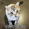 喵星人 猫主子 委屈 可怜可怜我吧