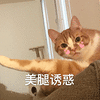 萌宠 猫咪 猫 喵星人 美腿诱惑 撩