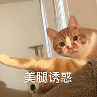 萌宠 猫咪 猫 喵星人 美腿诱惑 撩
