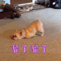 萌宠 狗 汪星人 溜了溜了 搞怪