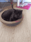 猫咪 手指 水果 地板
