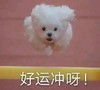 萌宠 猫星人 好运冲啊 开心 呆萌 可爱