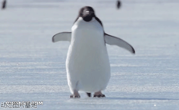企鹅 搞笑 表情
