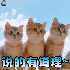 萌宠 猫咪 猫 赞 说的有道理 soogif soogif出品