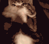 动物 萌宠 猫
