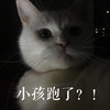 萌宠 猫星人 小孩跑了 怎么办 呆萌 可爱