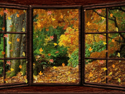 窗外 秋天 落叶 漂亮