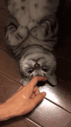 猫咪 地板 抚摸 享受
