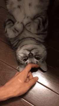 猫咪 地板 抚摸 享受