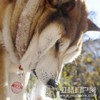 狗狗 大脸 胖 委屈