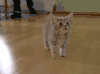 萌宠  猫咪  幼猫  可爱  萌