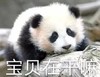 萌宠 熊猫 宝贝在干嘛 期待 可爱 呆萌