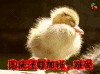 国庆还要加班 难受 萌宠 soogif soogif出品