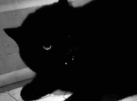 黑色撒旦猫吓人的撒旦黑色的猫撒旦的猫gif动图_动态图_表情包下载