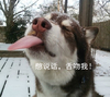 狗狗 伸舌头 憋说话舌吻我 闭眼