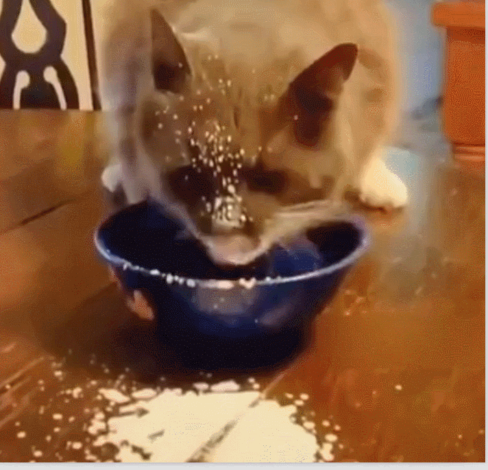 猫咪 喝奶 可爱 搞笑