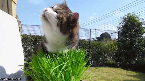 猫咪 吃草 搞笑 可爱