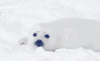 海豹 治愈系 萌 可爱 白白的 雪地