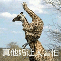 长颈鹿 害怕