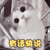 萌宠 猫星人 有话快说 别墨迹 呆萌 可爱