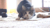 猫 摇动   奥尼尔和猫  可爱