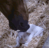 猫咪 亲吻 白色 可爱