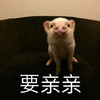萌宠 猪 要亲亲 么么哒 可爱 呆萌