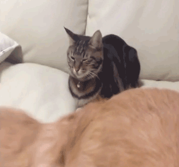 猫咪 沙发 摇尾巴 可爱