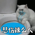 猫 悲伤辣么大