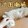 萌宠 猫 中华田园 试图撒娇 卖萌 soogif soogif出品