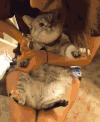 猫咪 可爱 萌宠 毛茸茸
