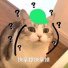 萌宠 喵星人 快拿掉快拿掉 绿帽子 呆萌 搞怪