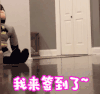 猪 萌宠 签到 我来了 soogif soogif出品