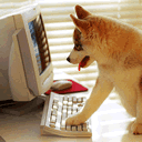 小狗 上网 电脑 可爱