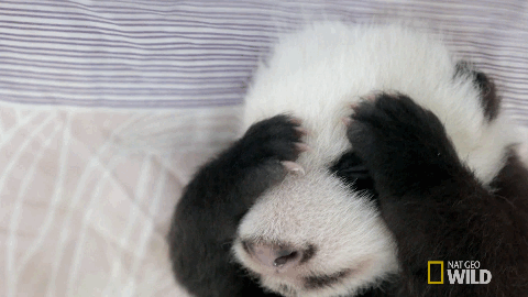 困  想睡觉 大熊猫 捂脸