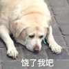 萌宠 汪星人 饶了我吧 无奈 呆萌 可爱