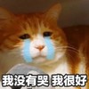 萌宠 喵星人 我没有哭 假装很坚强 可爱 憨憨