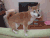 柴犬 治愈 萌 Shiba Inu