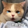 萌宠 猫星人 太真实了 就是这样的 想哭 感动