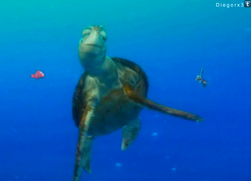 海龟 海底 搞笑