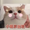 萌宠 猫星人 小祖宗出现 我来啦 搞怪 呆萌