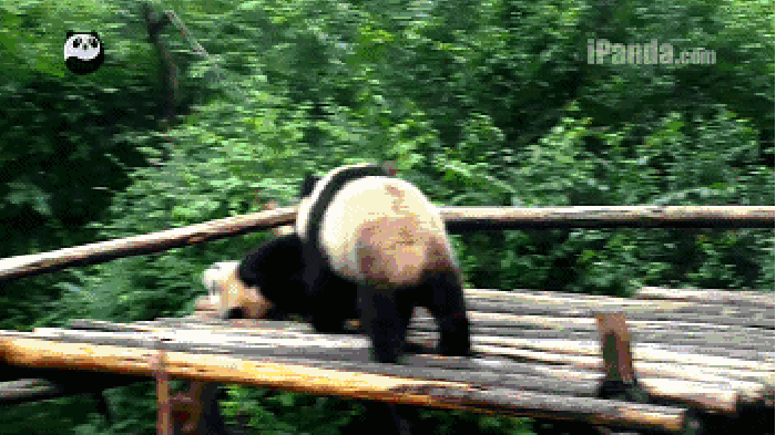 大熊猫 滚滚 摔倒 小桥
