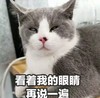 萌宠 猫星人 看着我的眼睛 再说一遍 呆萌 可爱